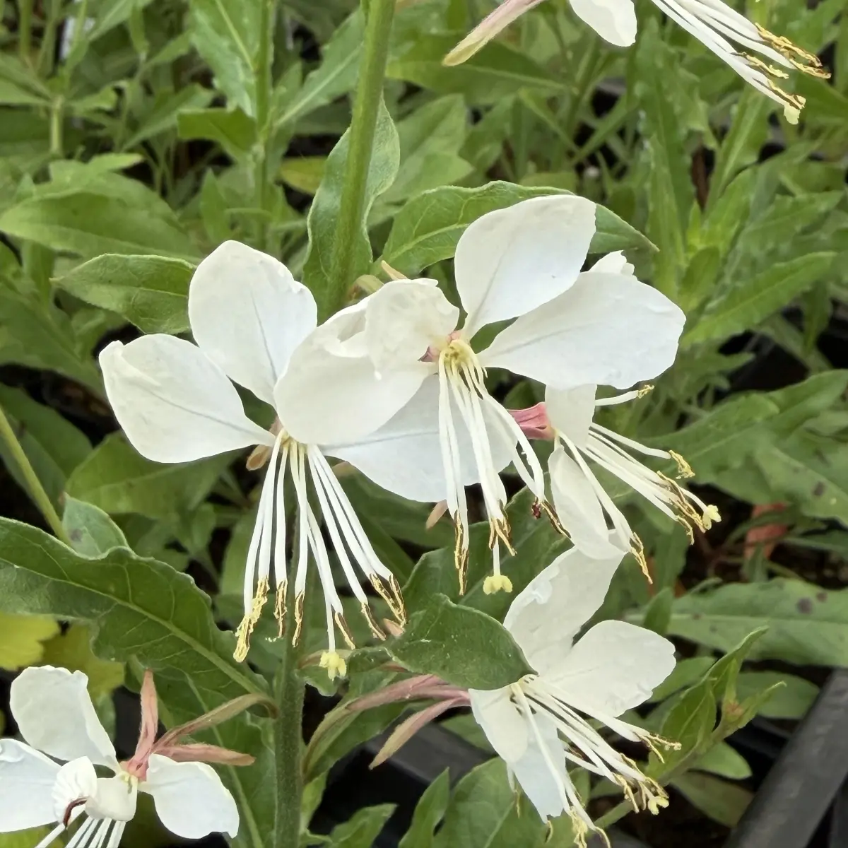 Gaura lindheimeri 'Sparkle White' (Prachtkaars), wit bloeiend