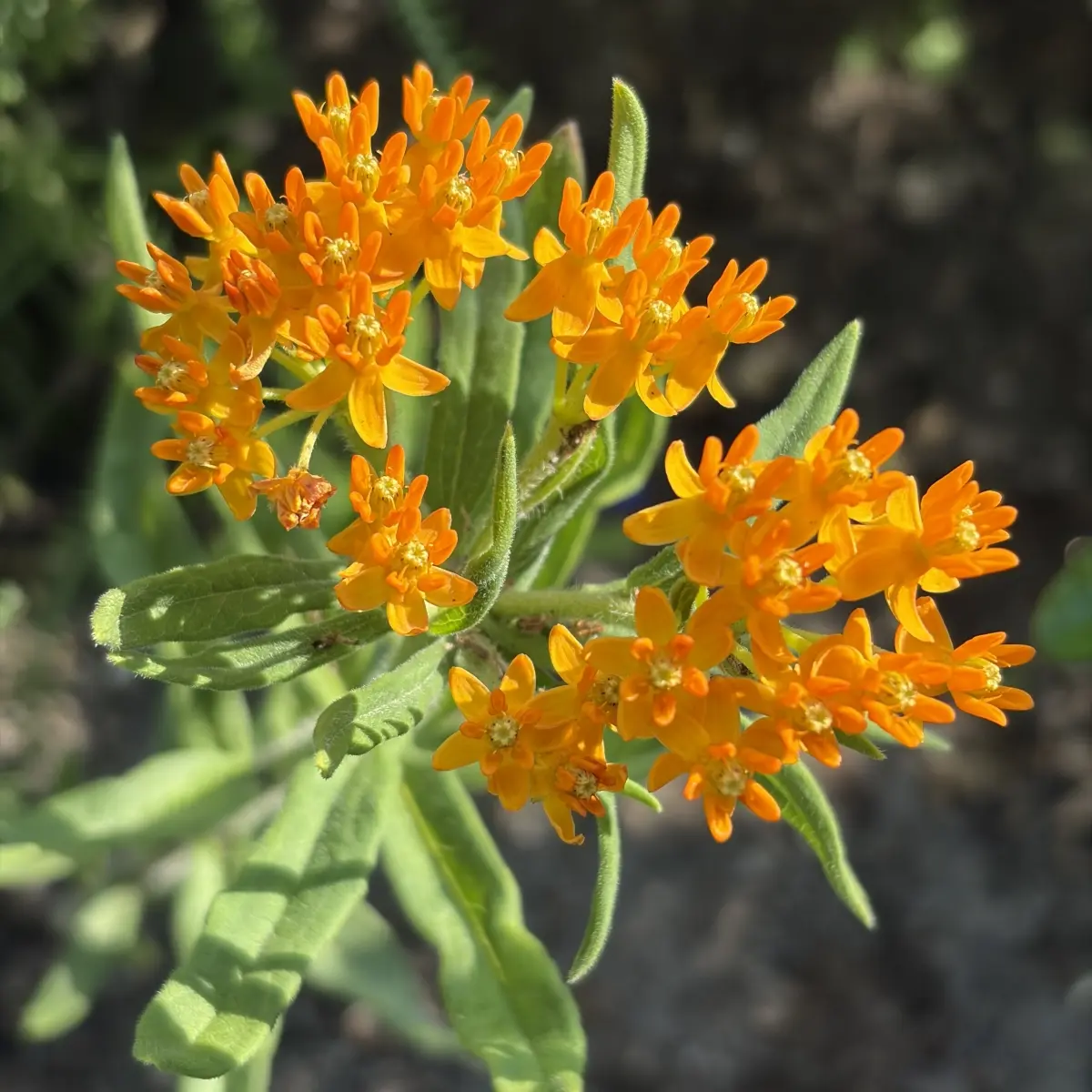 Asclepias tuberosa (Zijdeplant), oranje bloeiend
