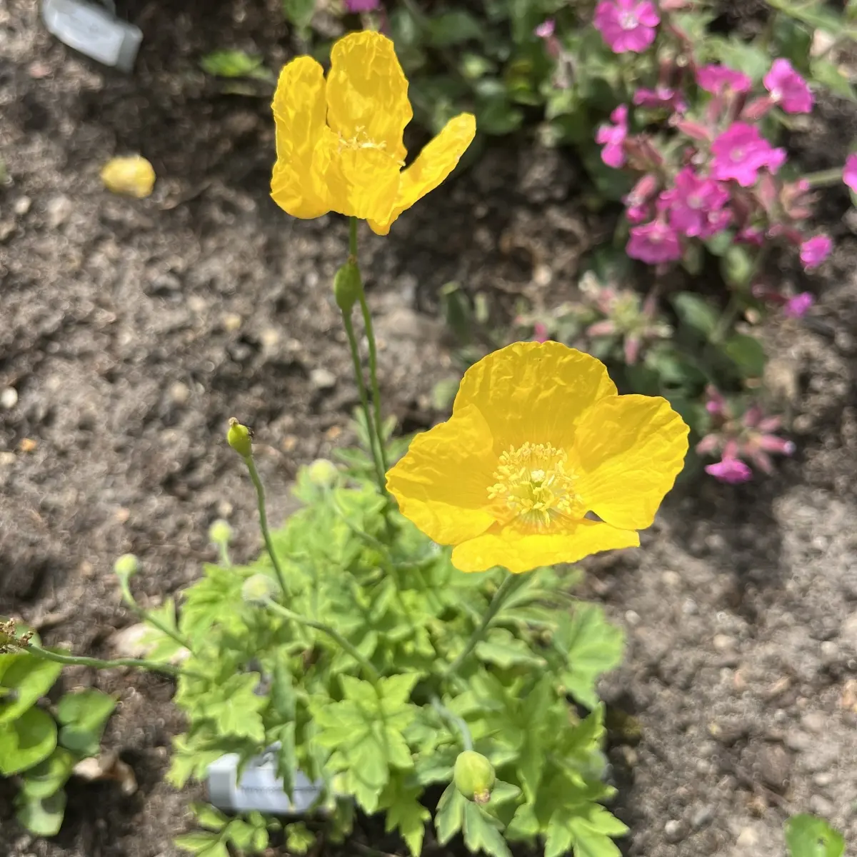 Meconopsis cambrica geel (Schijnpapaver), geel bloeiend