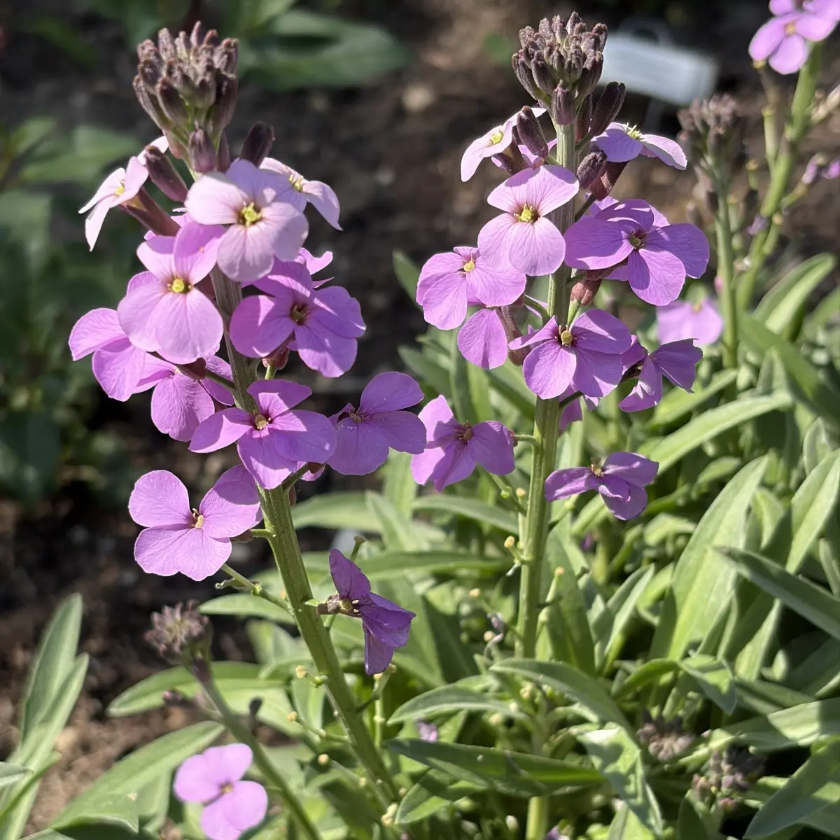 Erysimum ‘ Bowles Mauve’ (Muurbloem), paars bloeiend