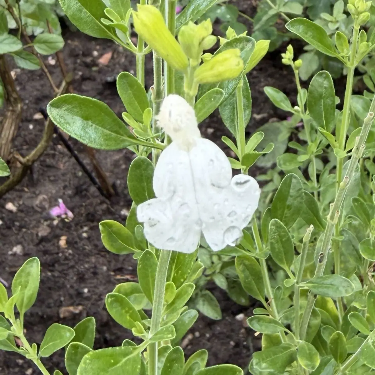 Salvia greggii ‘Alba’ (Salie), wit bloeiend