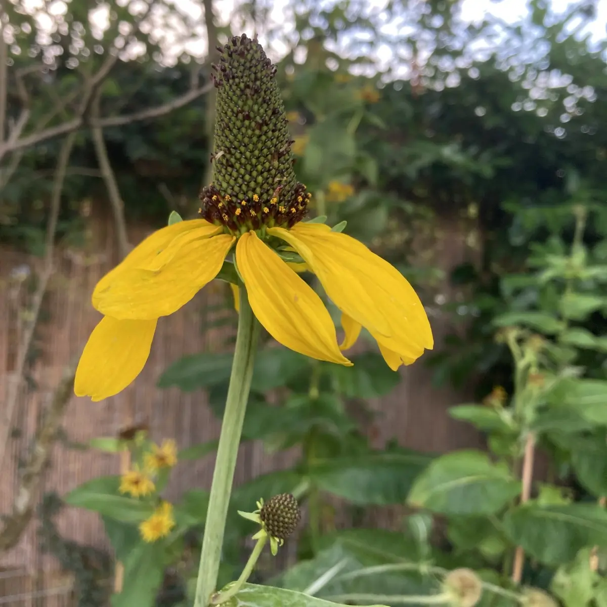 Rudbeckia maxima (Zonnehoed), geel bloeiend