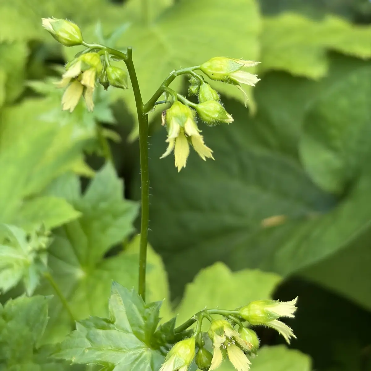 Peltoboykinia watanabei, crème wit bloeiend