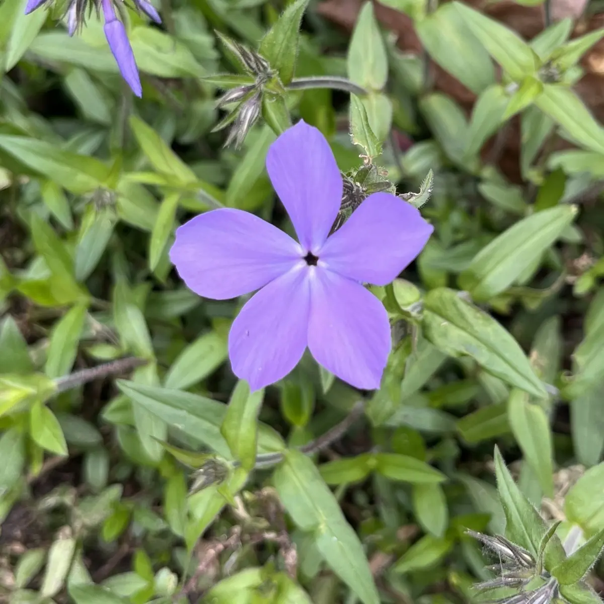 Phlox divaricata ‘Blue Moon’ (Vlambloem), violetblauw bloeiend
