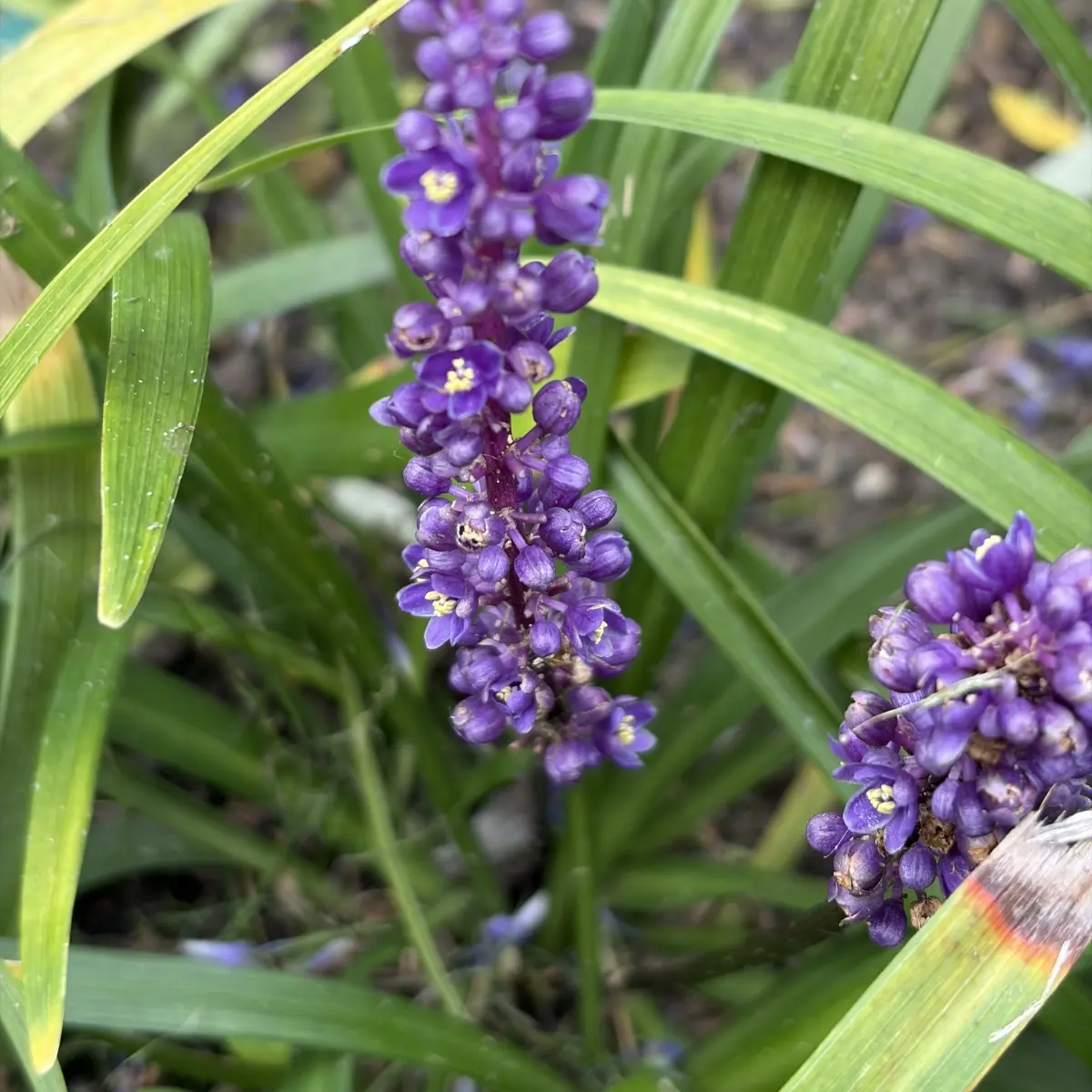 Liriope muscari ‘Royal Purple’ (Leliegras), donkerpaars bloeiend