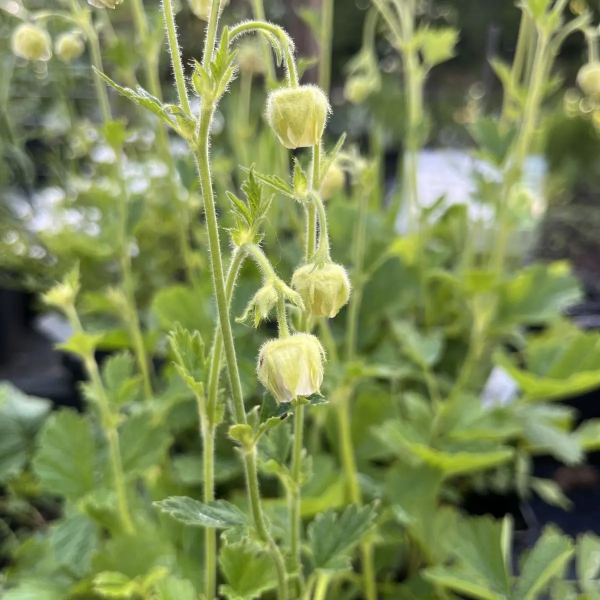 Geum rivale ‘Tales of Hex’ (Nagelkruid), zachtgeel bloeiend