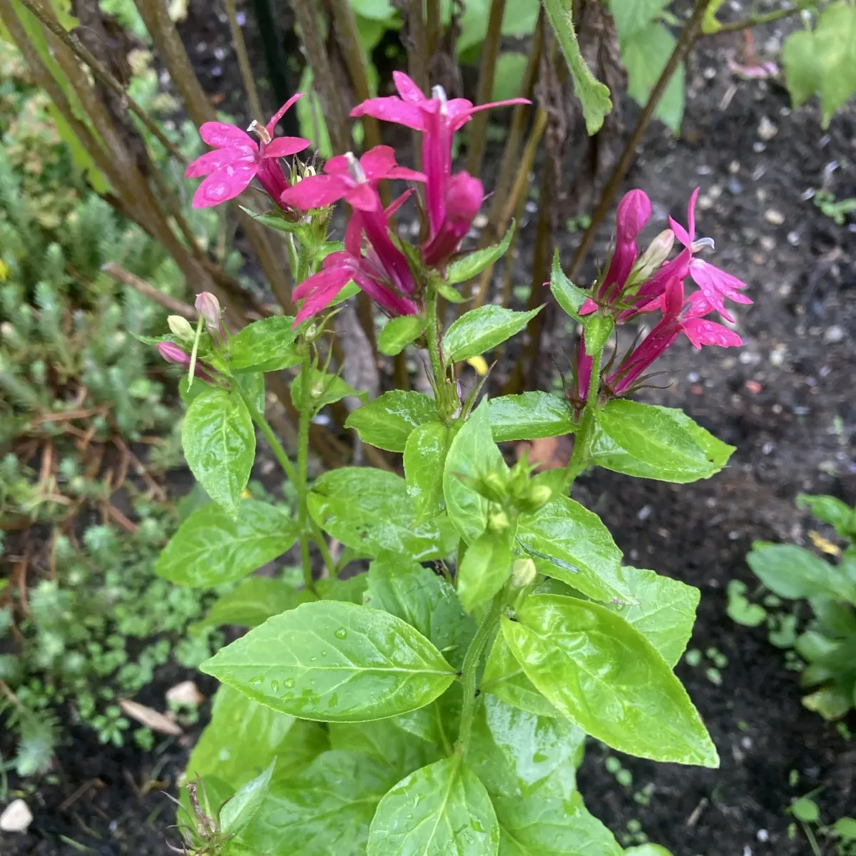 Lobelia ‘Monet Moment’ (Vaste lobelia), donkerroze bloeiend