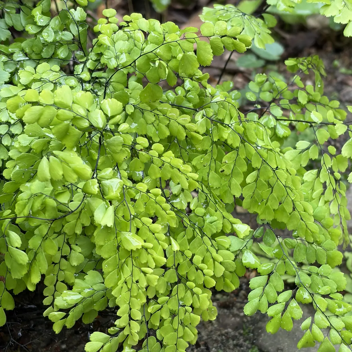Adiantum venustum (Venushaar), groen bloeiend