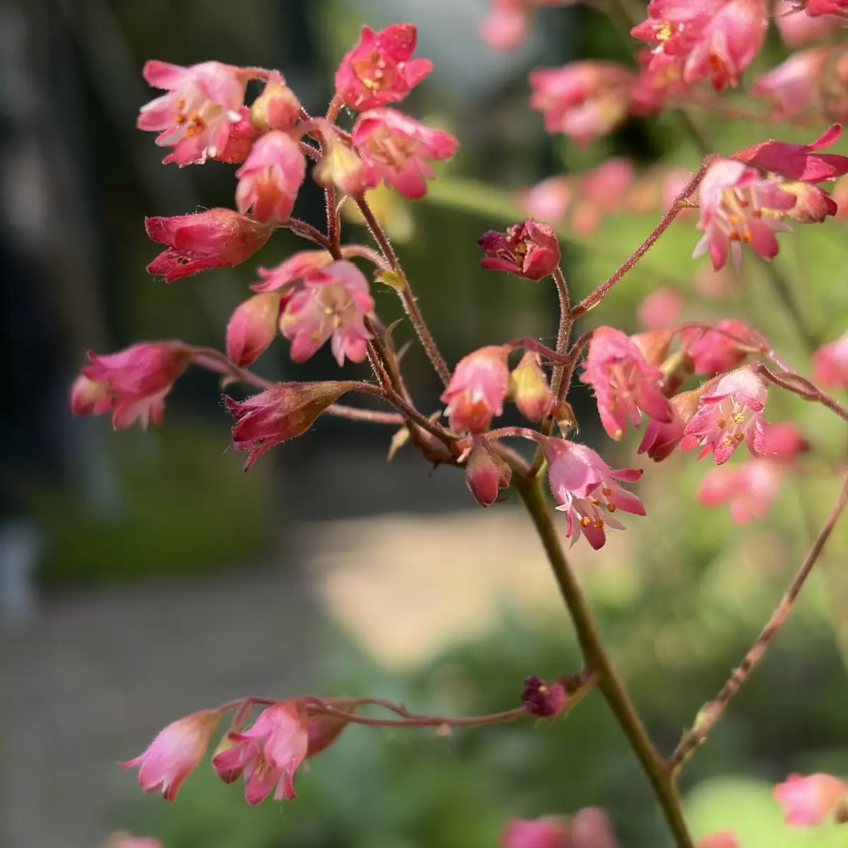 Heuchera ‘Paris’ (Purperklokje), roze bloeiend