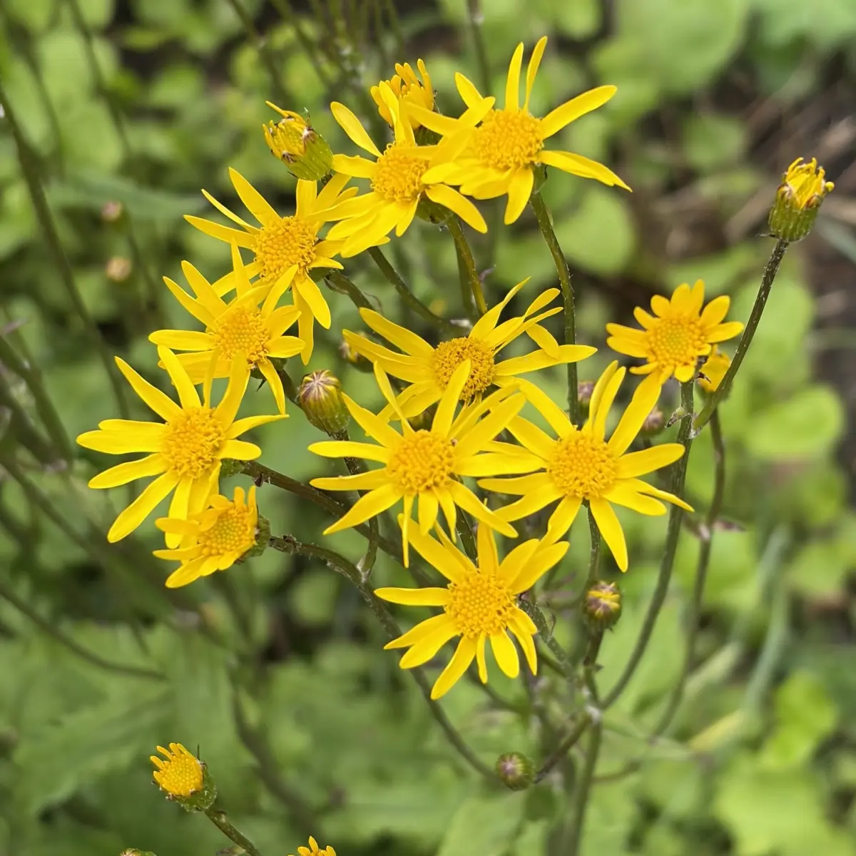 Packera aurea (Gouden Jacobskruiskruid), goudgeel bloeiend