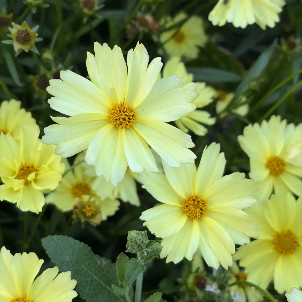 Coreopsis ‘Full Moon’ (Meisjesogen), lichtgeel bloeiend