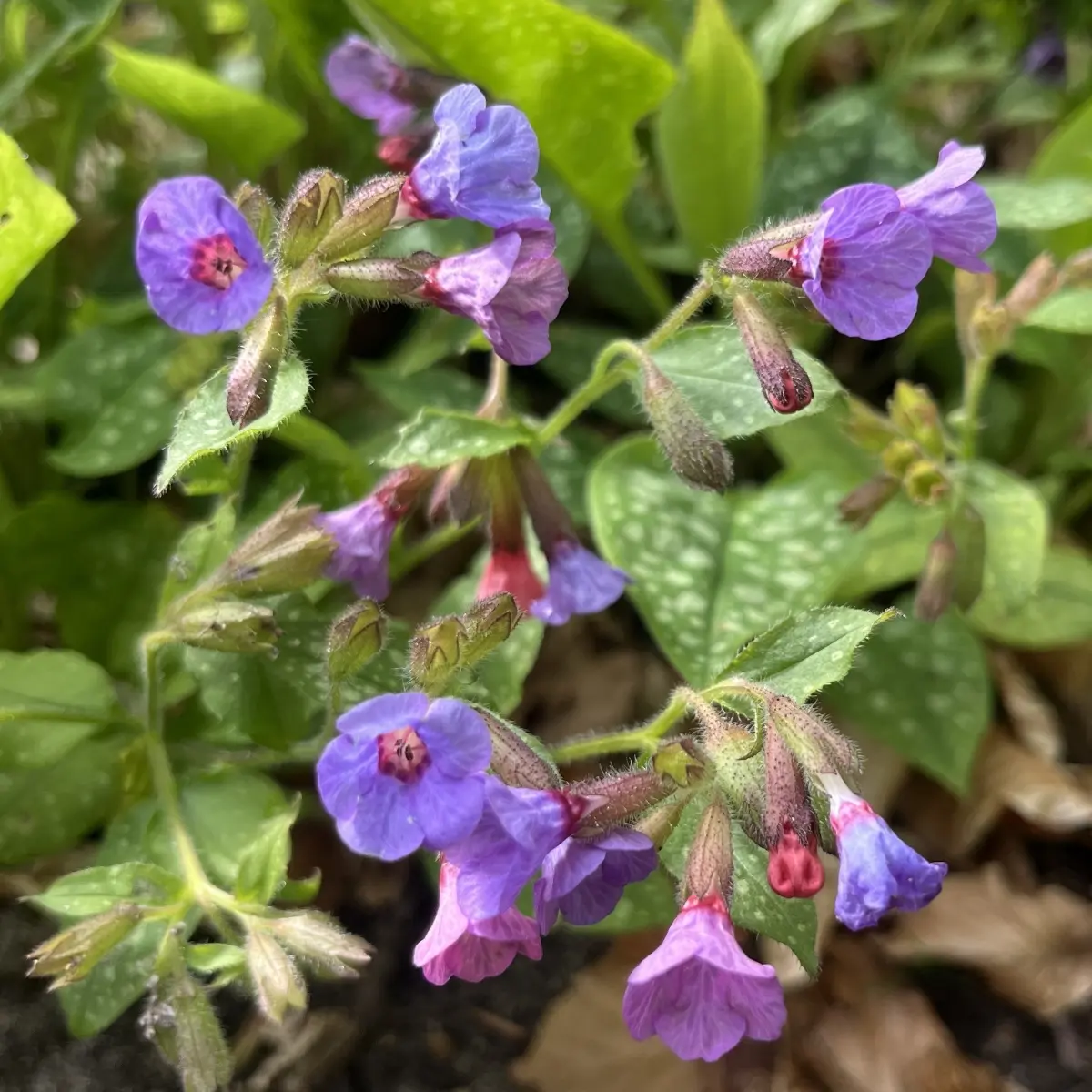 Pulmonaria officinalis (Longkruid), roze en blauw bloeiend