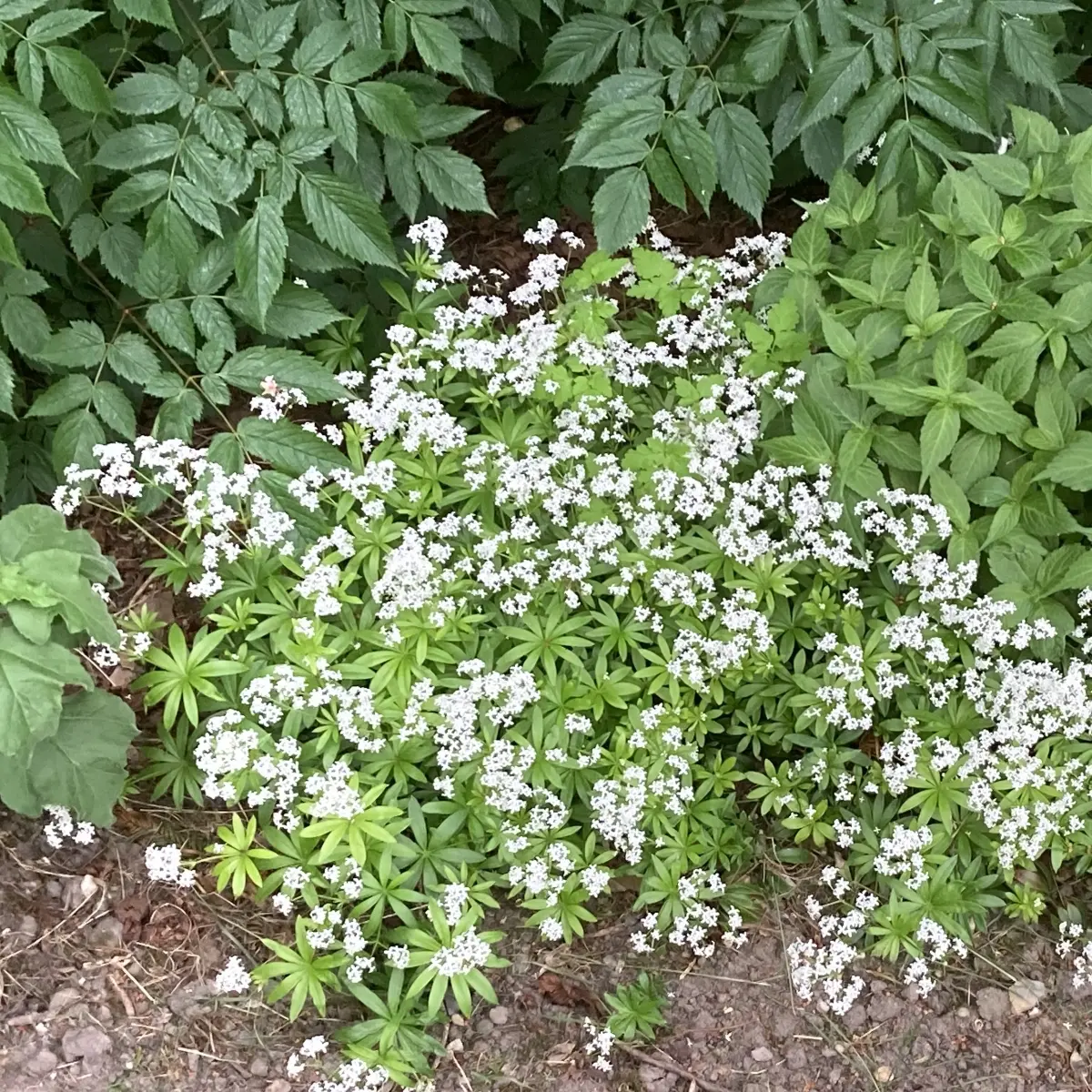 Asperula odorata (Lievevrouwebedstro), wit bloeiend