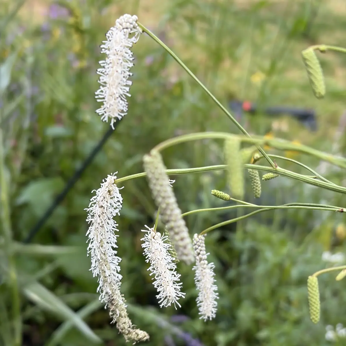 Sanguisorba tenuifolia ‘All Time High’ (Pimpernel), wit bloeiend