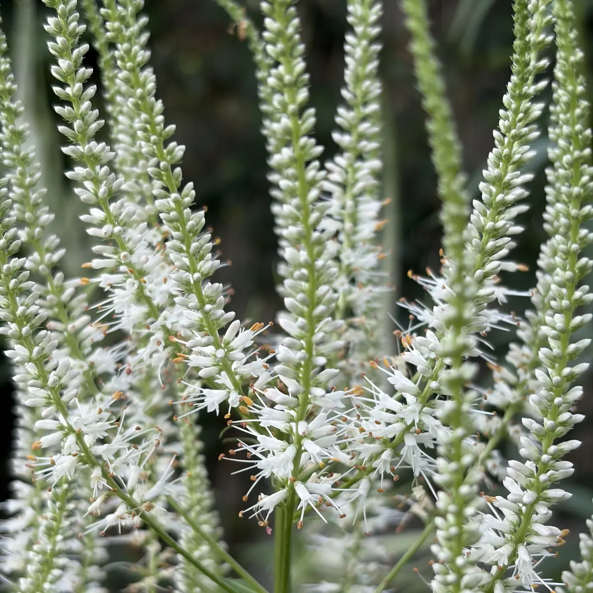 Veronicastrum virginicum ‘Diane’ (Virginische Ereprijs), wit bloeiend