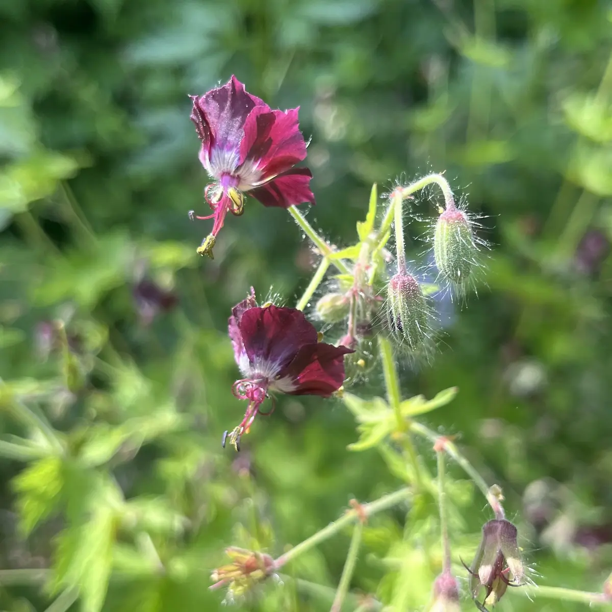 Geranium phaeum (Donkere ooievaarsbek), paars bloeiend