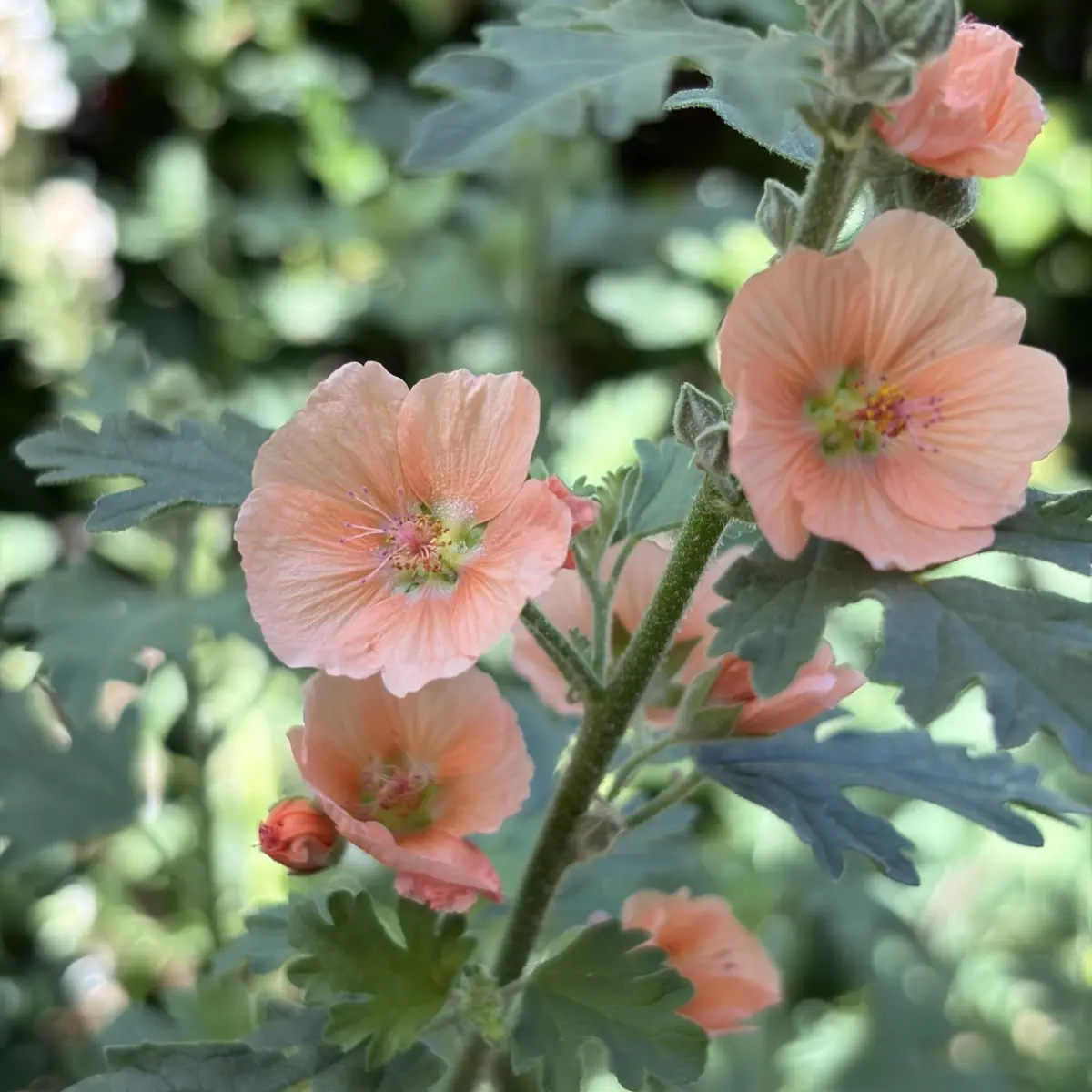 Sphaeralcea ‘Childerley’ (Schijnmalva), lichtoranje bloeiend