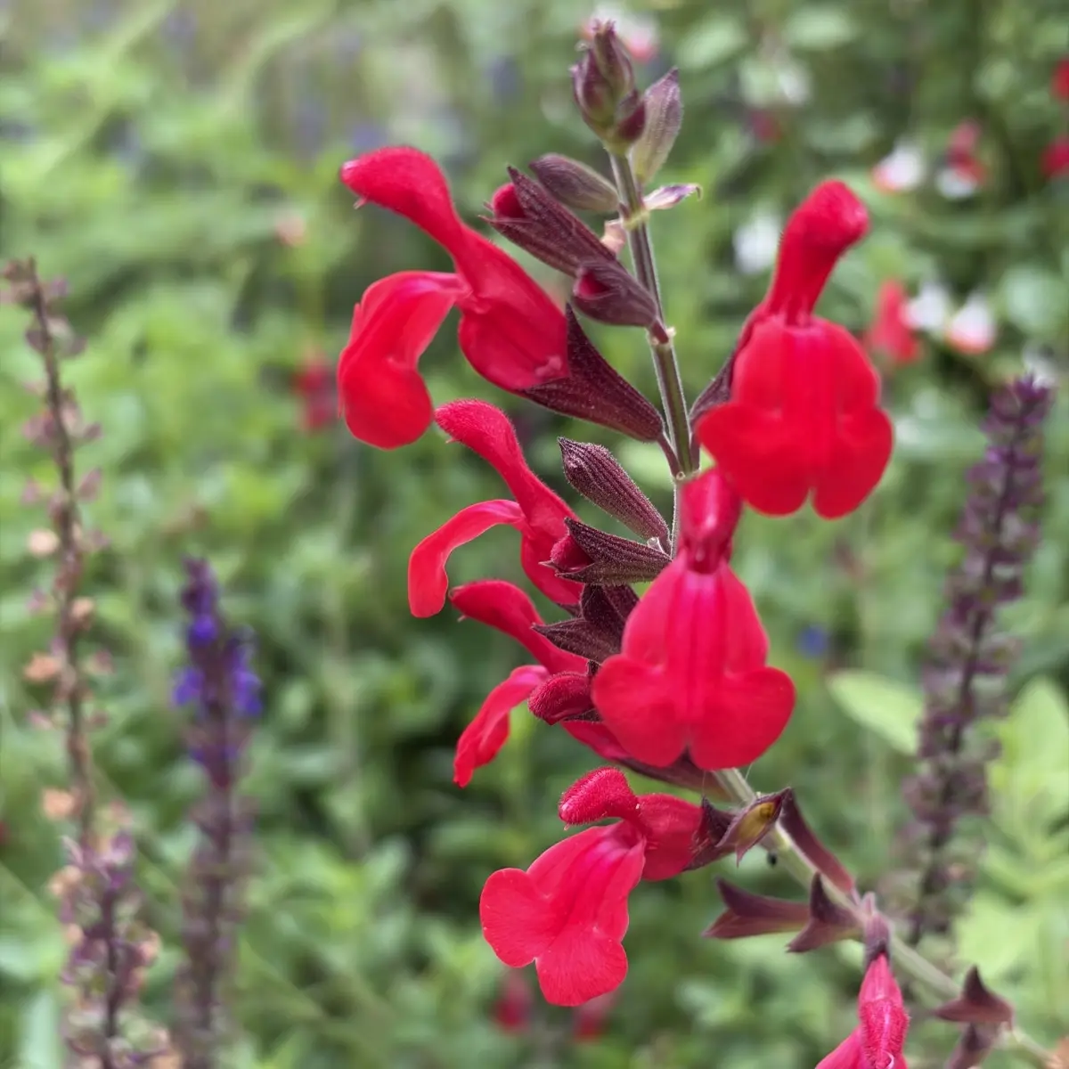 Salvia darcyi x microphylla 'Silke's Red’ (Salie), rood bloeiend