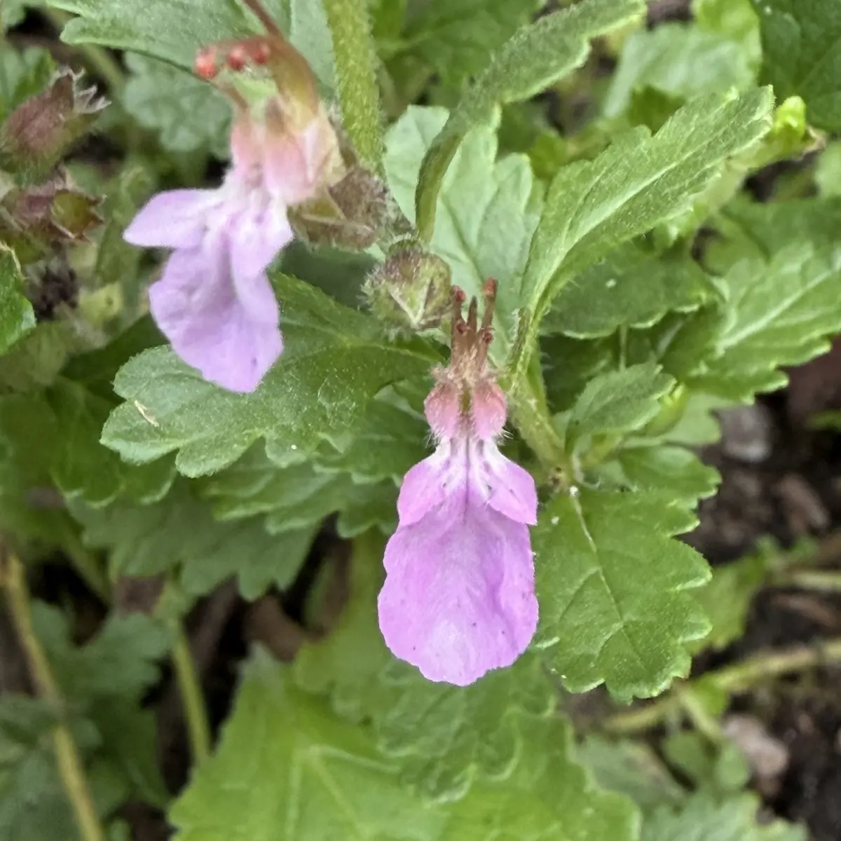 Teucrium chamaedrys (Echte gamander), roze bloeiend