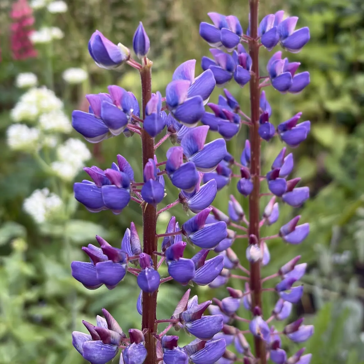 Lupinus paars (Lupine), paars bloeiend
