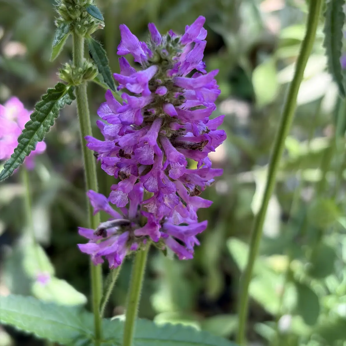 Stachys officinalis ‘Hummelo’ (Andoorn - Ezelsoor), paars bloeiend