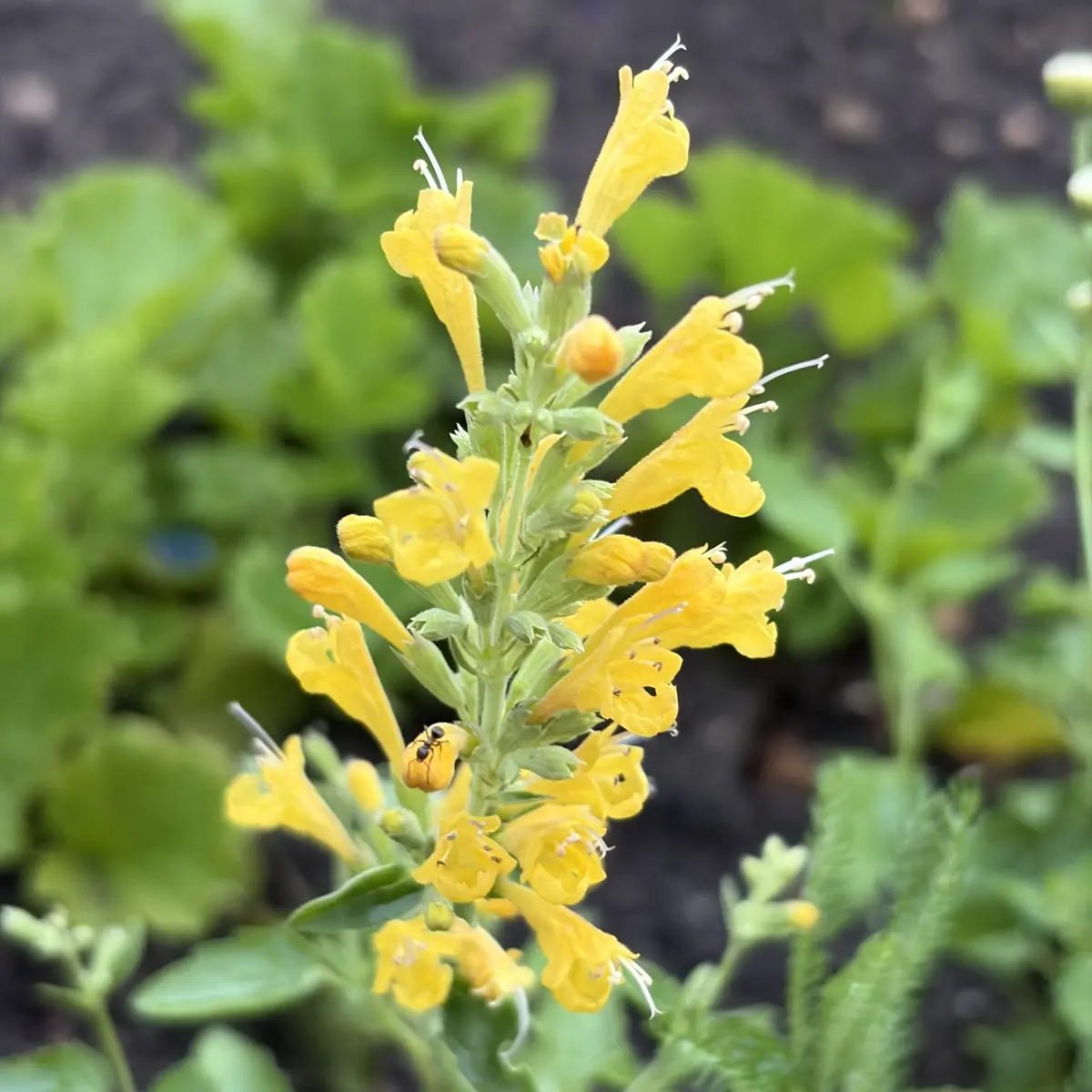 Agastache ‘Kudos Yellow’ (Dropplant), geel bloeiend