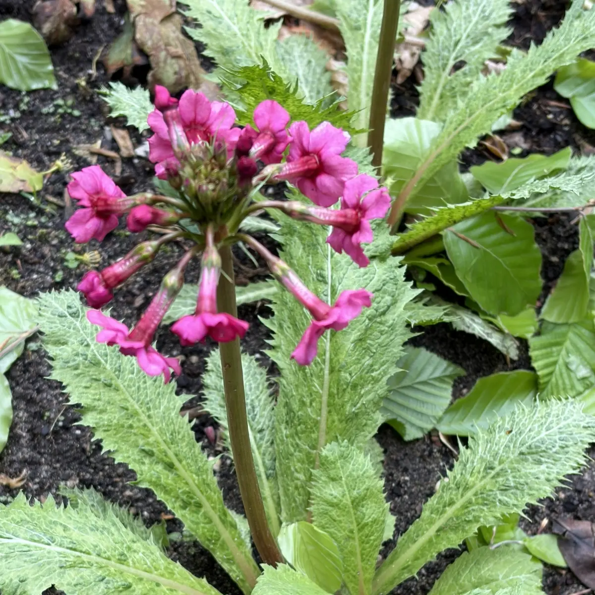 Primula japonica ‘Millers Crimson’ (Sleutelbloem), rood bloeiend