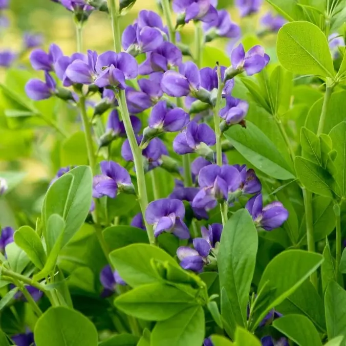 Baptisia australis (Valse indigo), blauw bloeiend