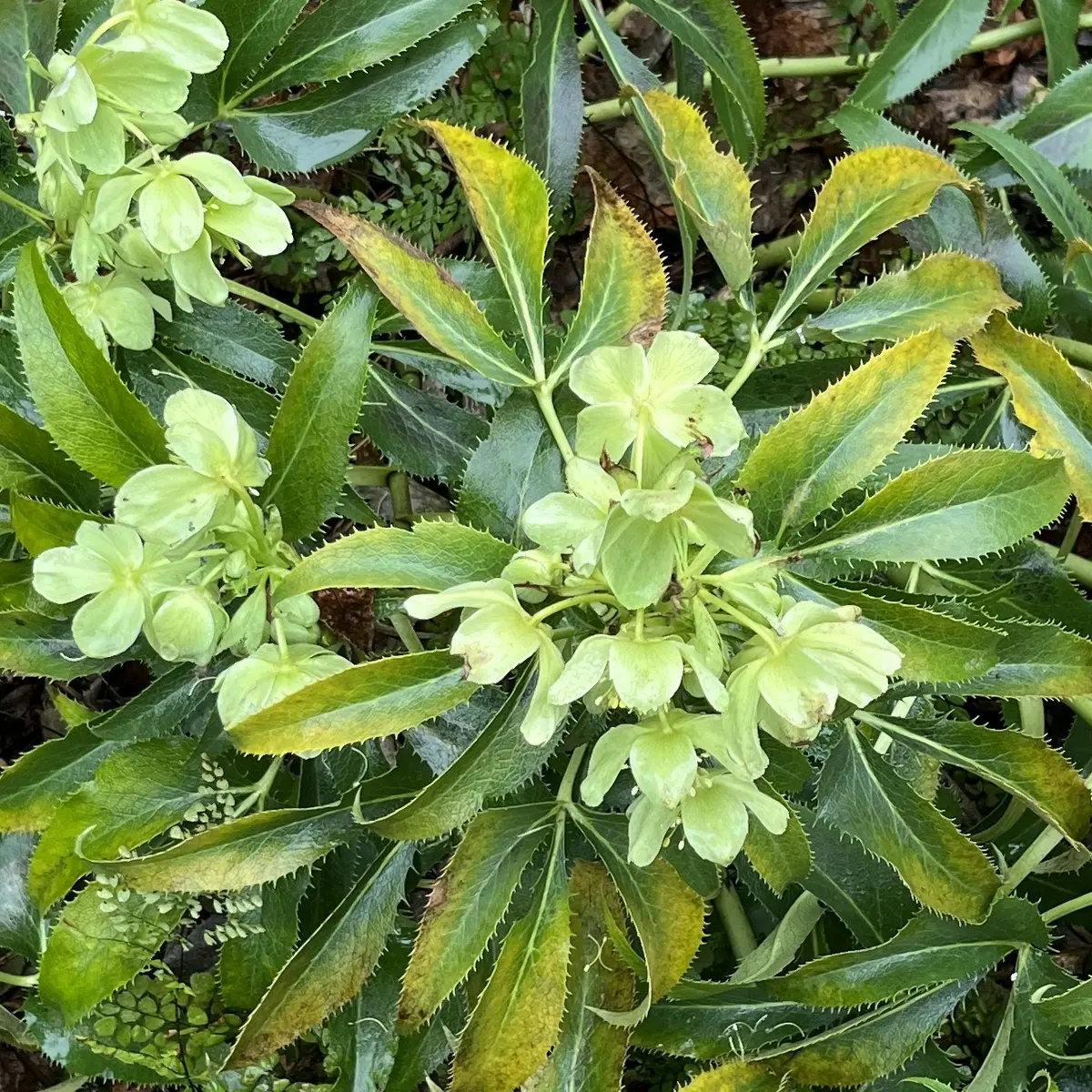 Helleborus argutifolius (Nieskruid), groen bloeiend