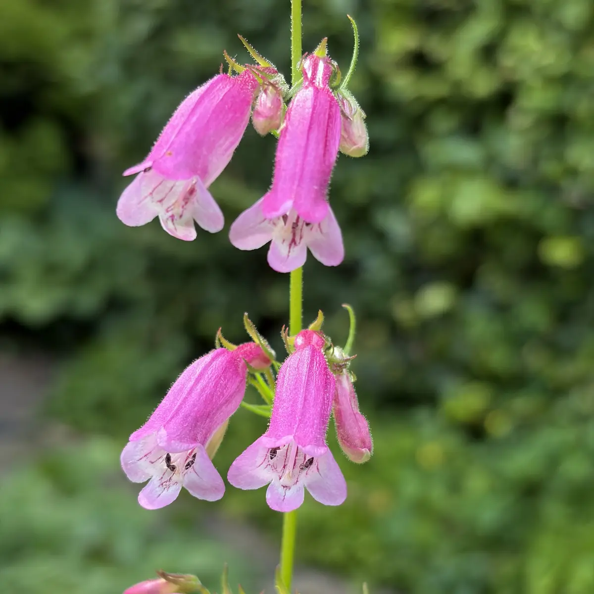 Penstemon ‘Evelyn’ (Slangenkop), lilaroze bloeiend