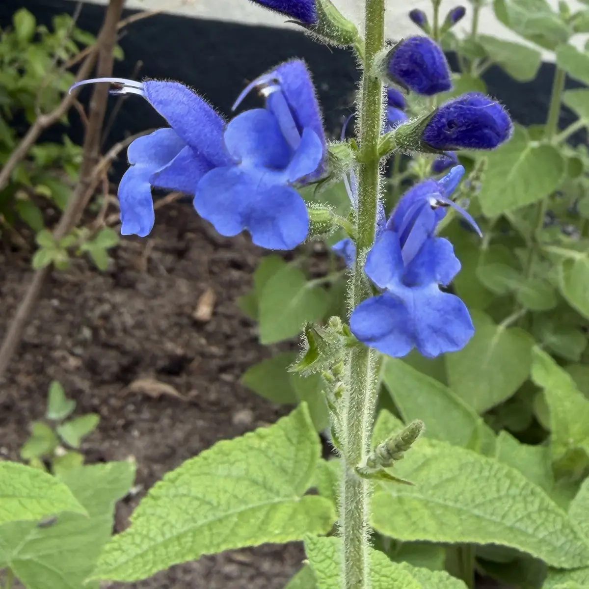 Salvia ‘Amena’ (Salie), blauw bloeiend