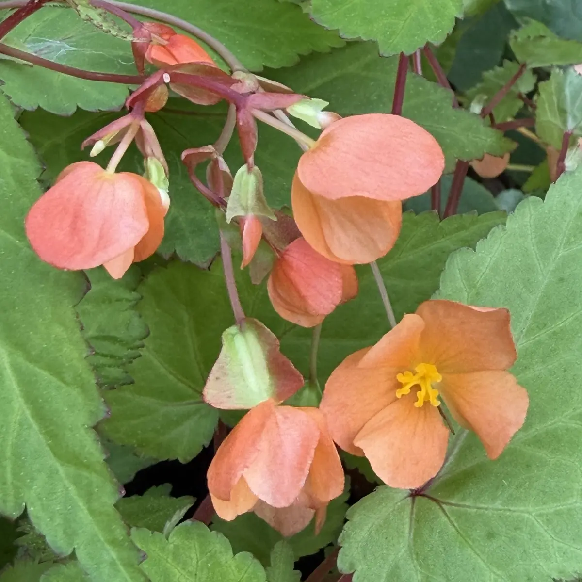 Begonia sutherlandii (Begonia), oranje bloeiend