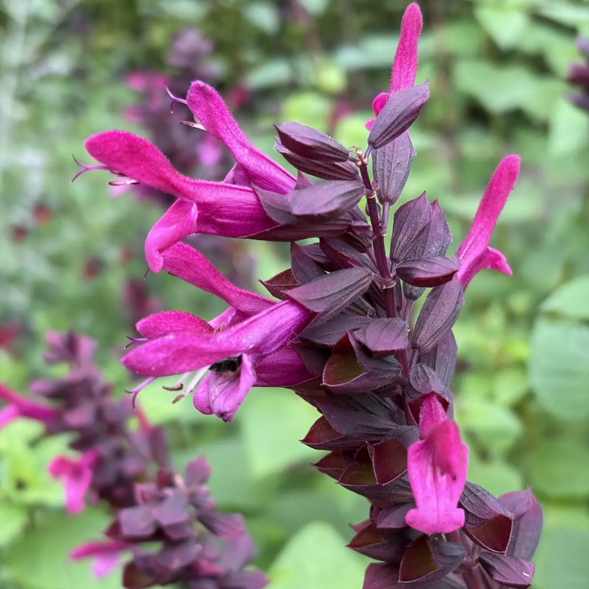 Salvia guaranitica Rockin Fuchsia (Salie), magentaroze bloeiend
