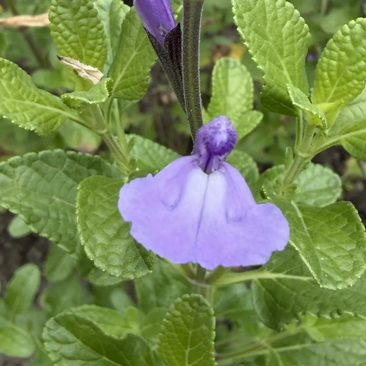 Salvia ‘So Cool Pale Blue’ (Salie), mauveblauw bloeiend