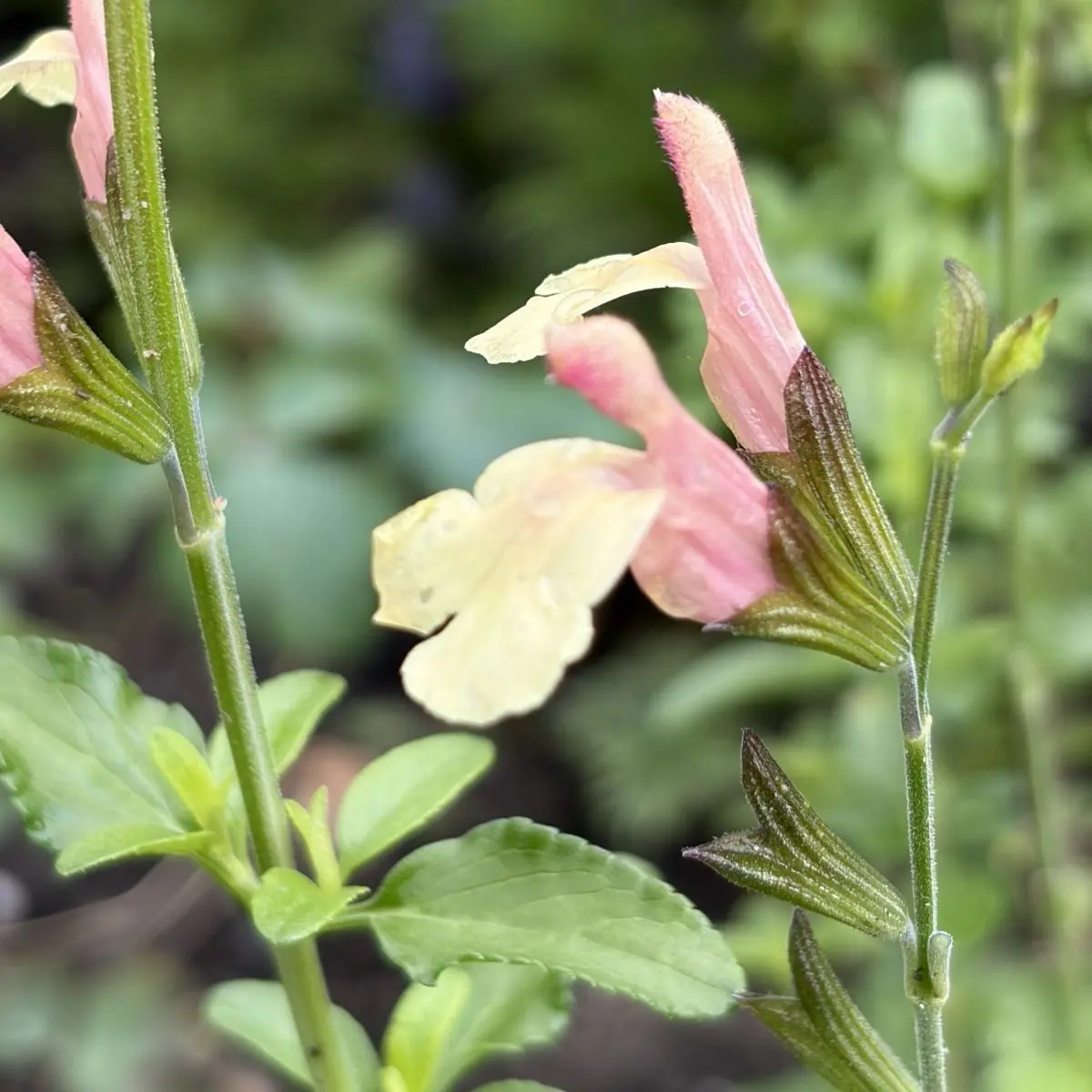 Salvia microphylla ‘Salvinio Lemon’ (Salie), lichtgeel bloeiend
