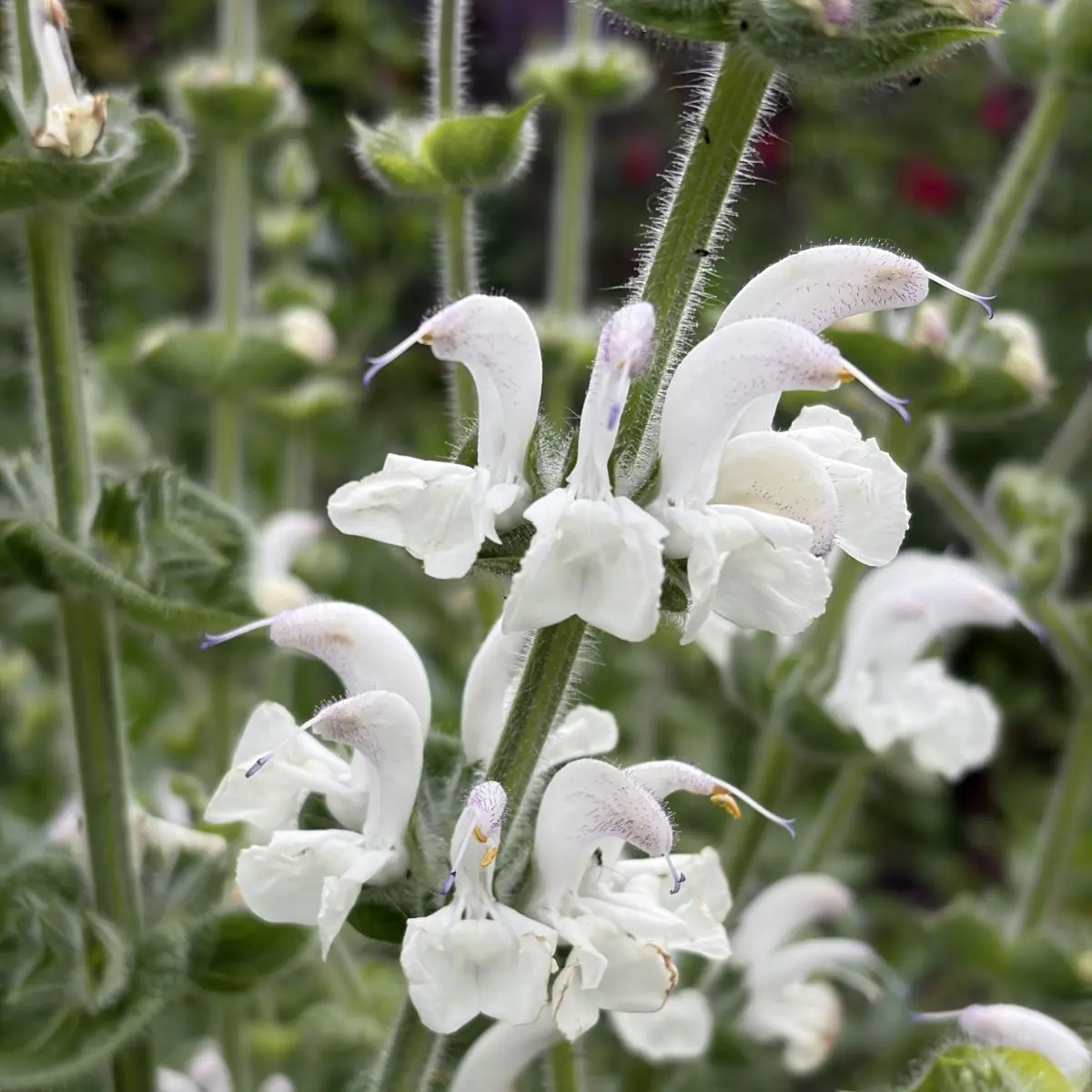 Salvia agentea (Zilversalie), wit bloeiend