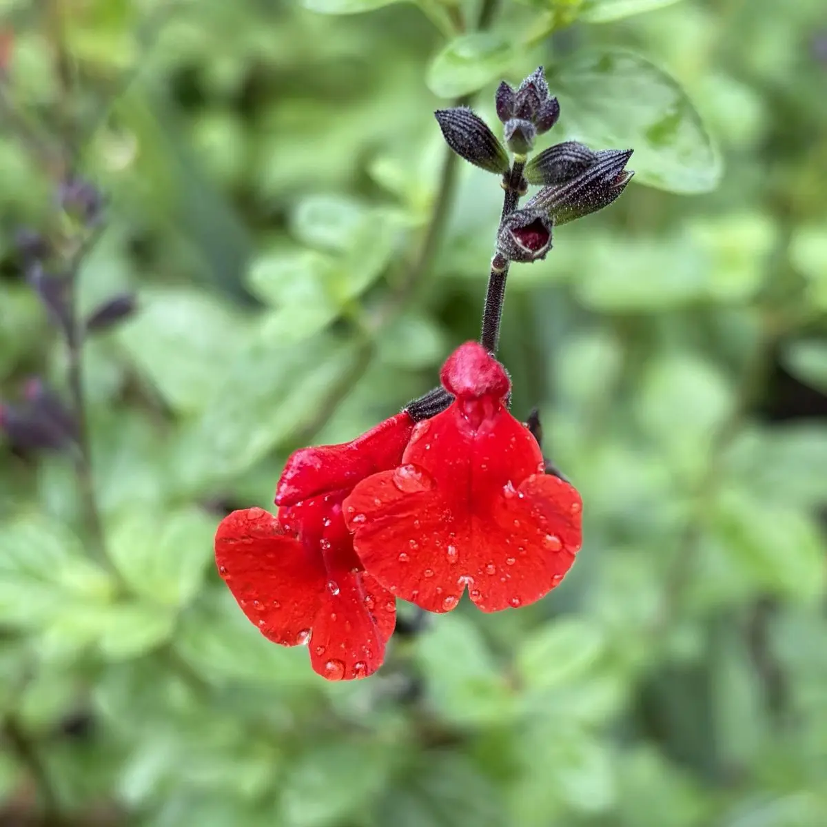 Salvia microphylla ‘Salvinio True Red’ (Salie), rood bloeiend