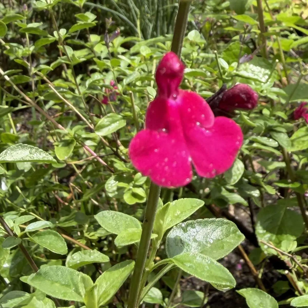 Salvia microphylla ‘Fantasia’ (Salie), magentaroze bloeiend