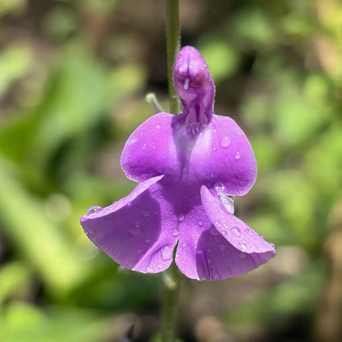 Salvia microphylla ‘Hercules’ (Salie), mauveblauw bloeiend
