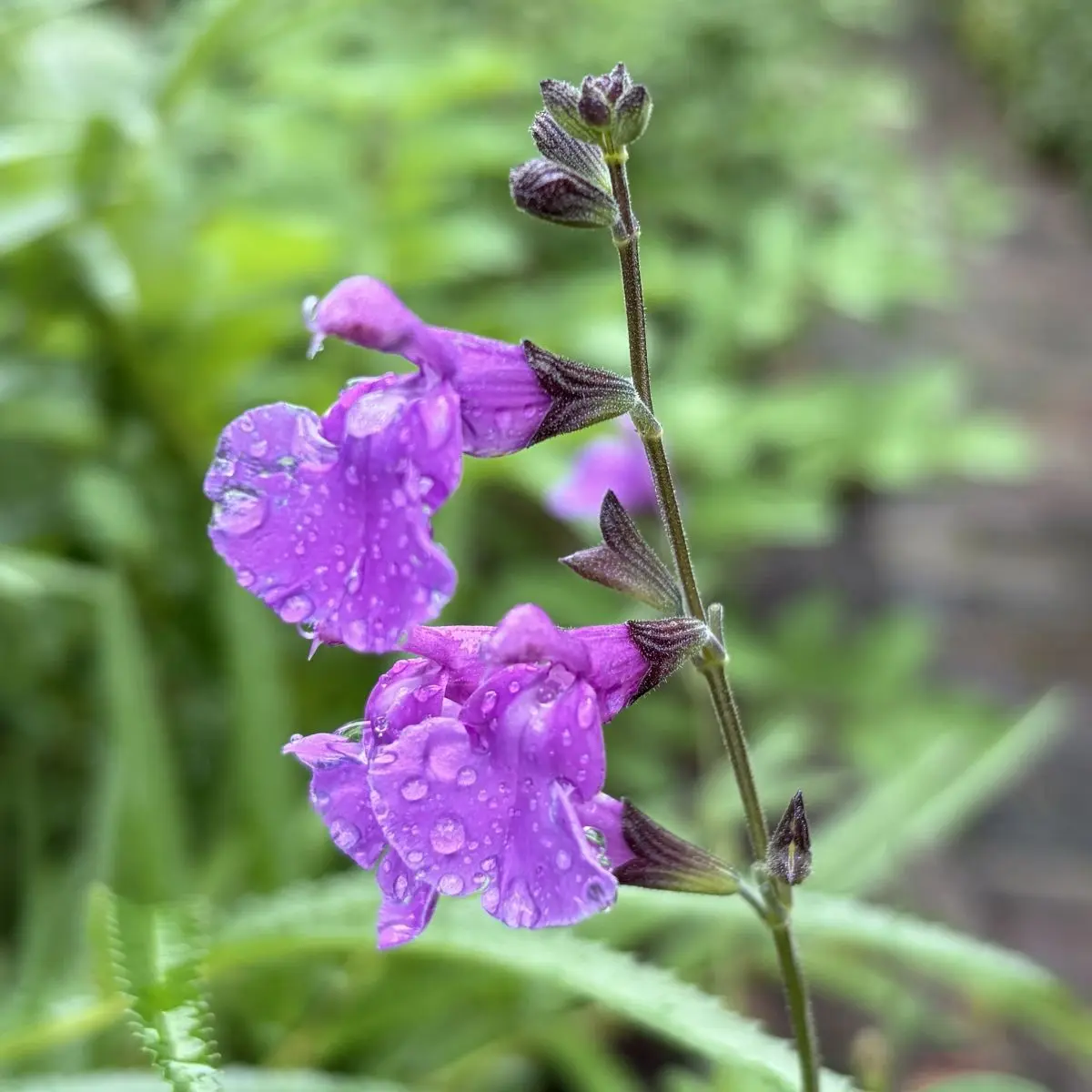 Salvia microphylla ‘Salvinio Lilac’ (Salie), paars bloeiend