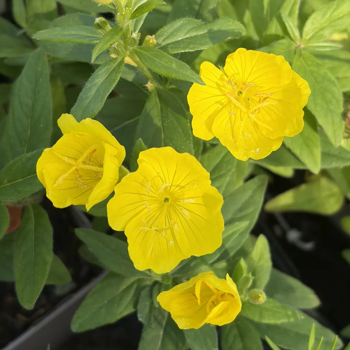 Oenothera fruticosa glauca ‘Mörtelweber’ (Teunisbloem), geel bloeiend