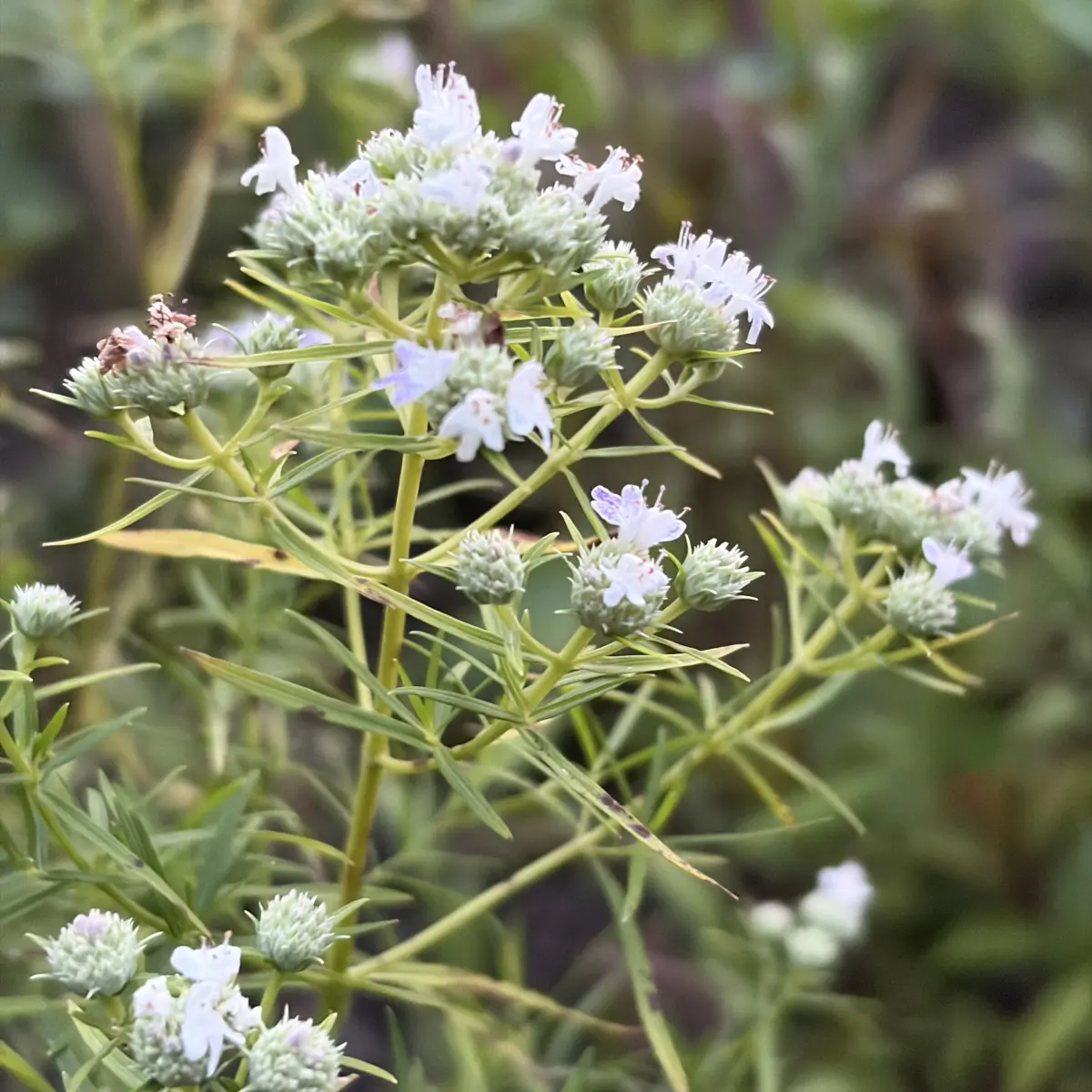 Pycnanthemum tenuifolium (Bergmunt), wit bloeiend