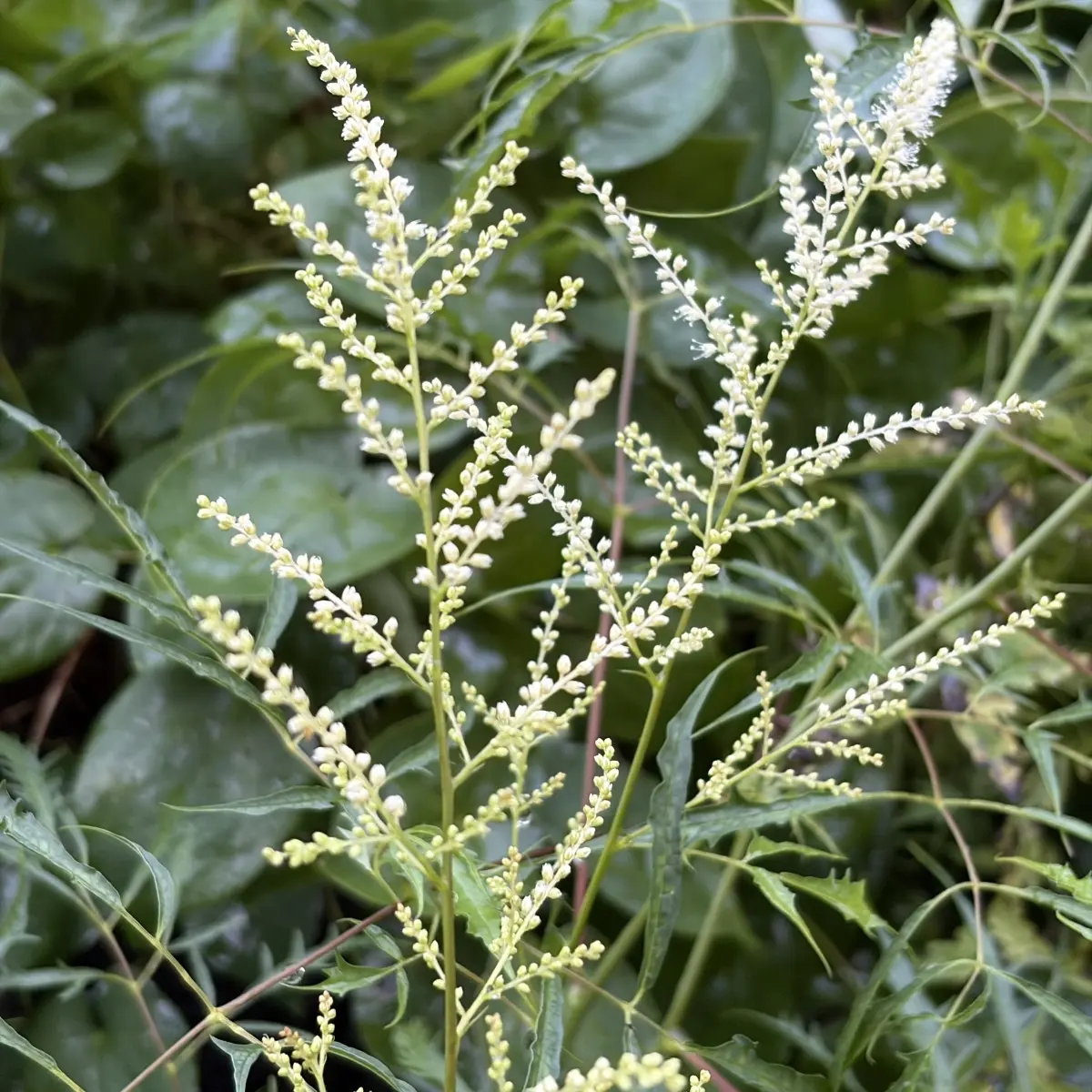 Aruncus dioicus 'Kneiffii' (Geitenbaard), wit bloeiend