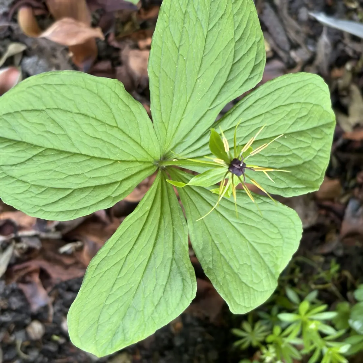 Paris quadrifolia (Eenbes), geelgroen bloeiend