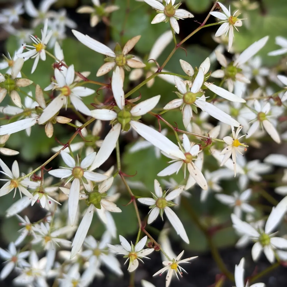 Saxifraga fortunei 'Seiyuzan Urabeni' (Steenbreek), wit bloeiend