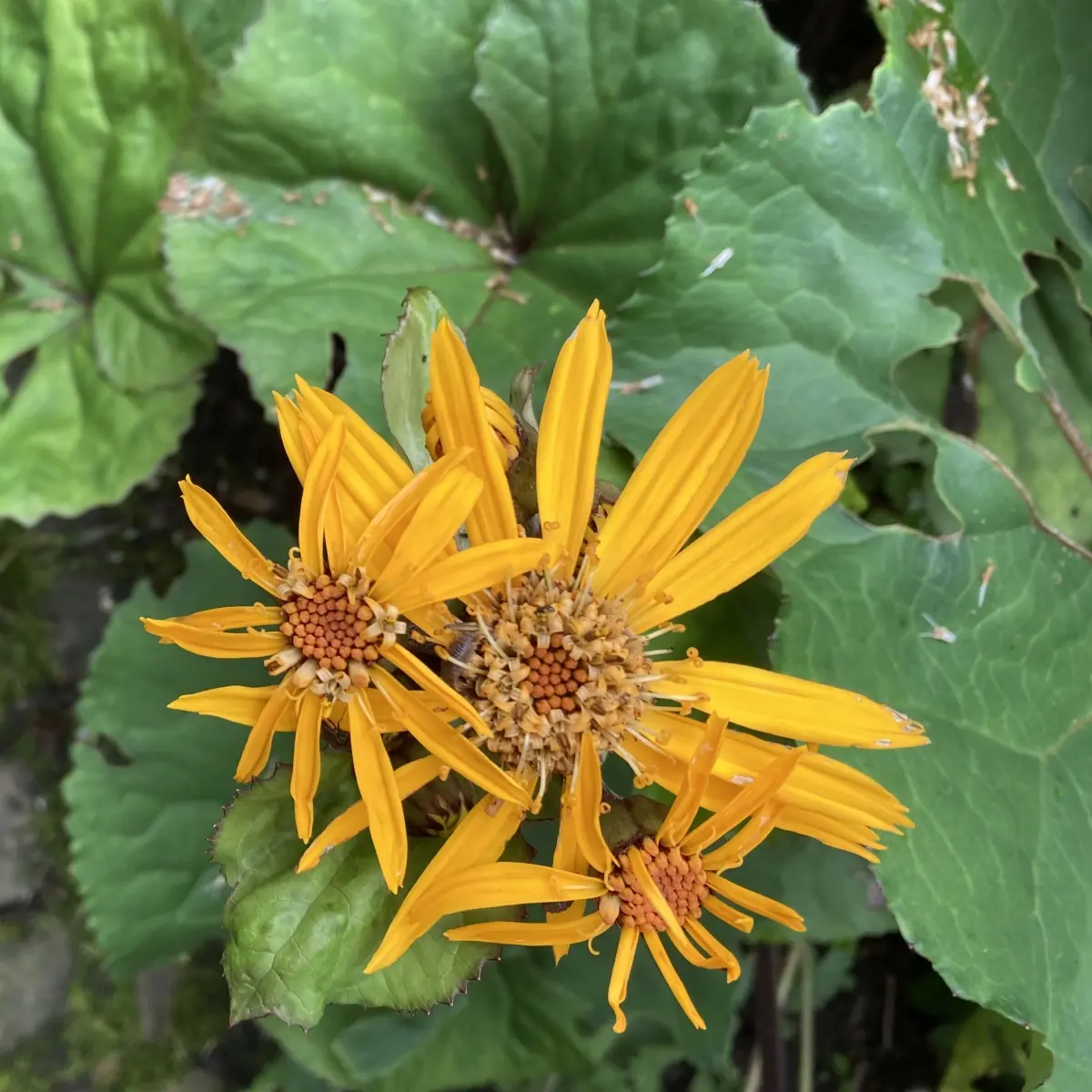Ligularia dentata ‘Othello’ (Tongkruiskruid), geel bloeiend