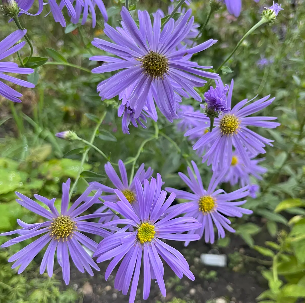 Aster thomsonii (Herfstaster), blauw bloeiend