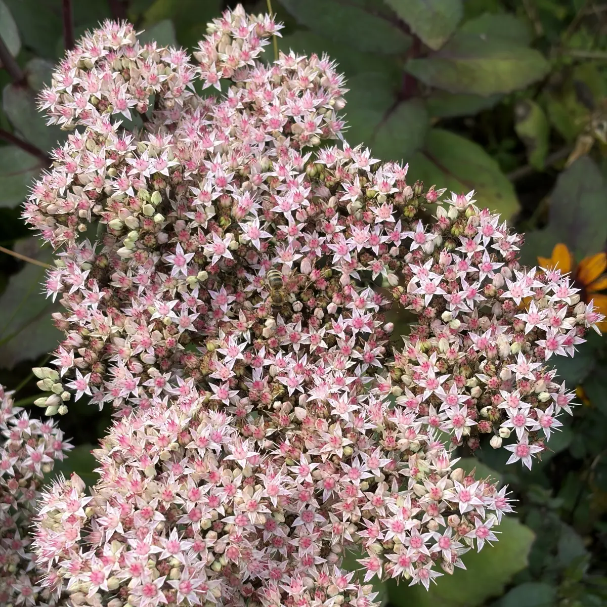 Sedum telephium ‘Matrona’ (Vetkruid), roze bloeiend