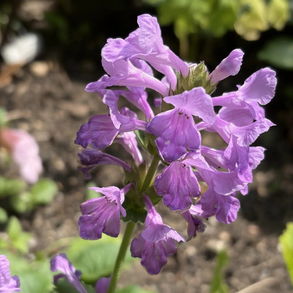 Stachys grandiflora ‘Superba’ (Ezelsoor, Andoorn), paarsrood bloeiend