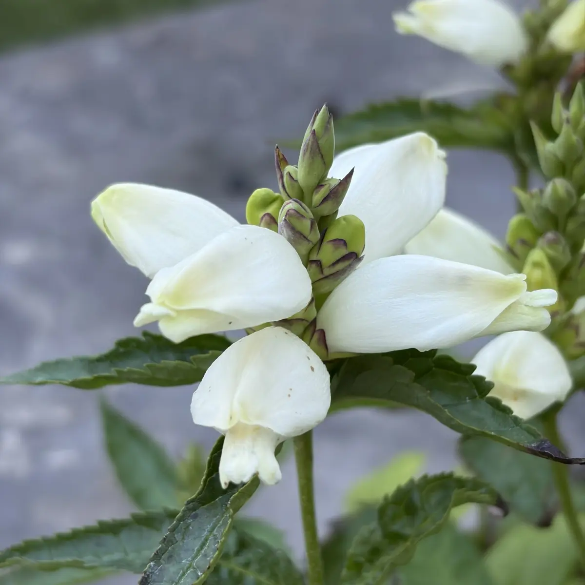 Chelone obliqua ‘Alba’ (Schildpadbloem), wit bloeiend